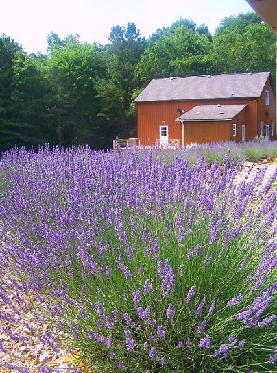 Lavender in bloom at Beagle Ridge Herb Farm